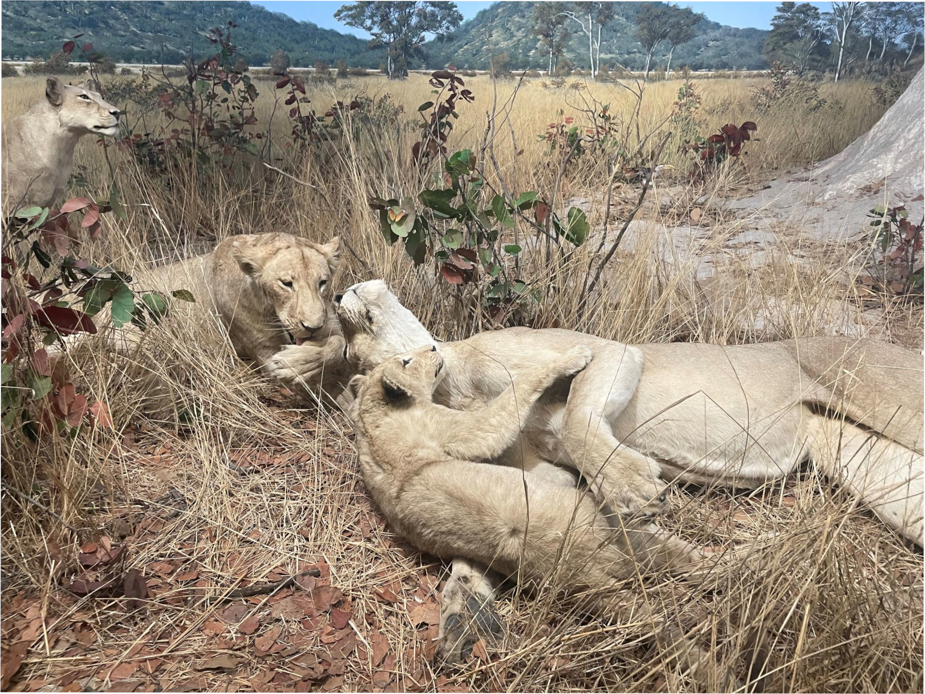 Lionandcubs
