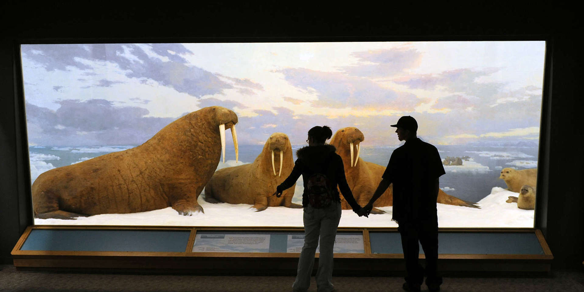 Guests Standing In Front Of Walrus Diorama