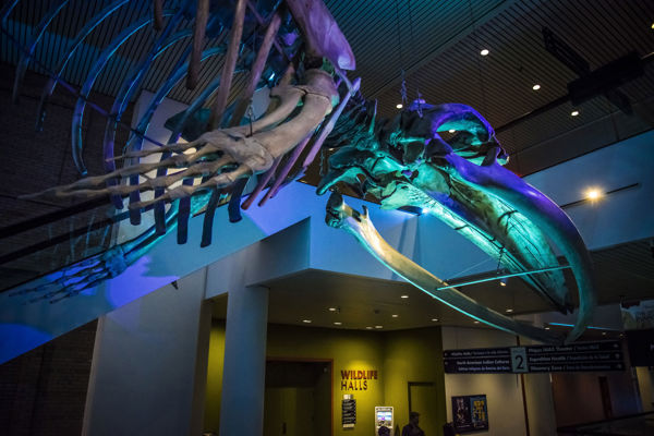 Whale Underlit By Blue Light 