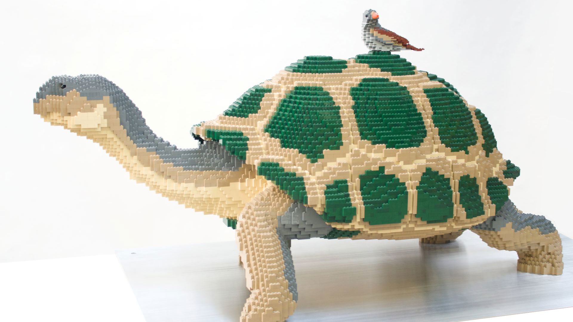 Galapagos Tortoise 3 5 Edit