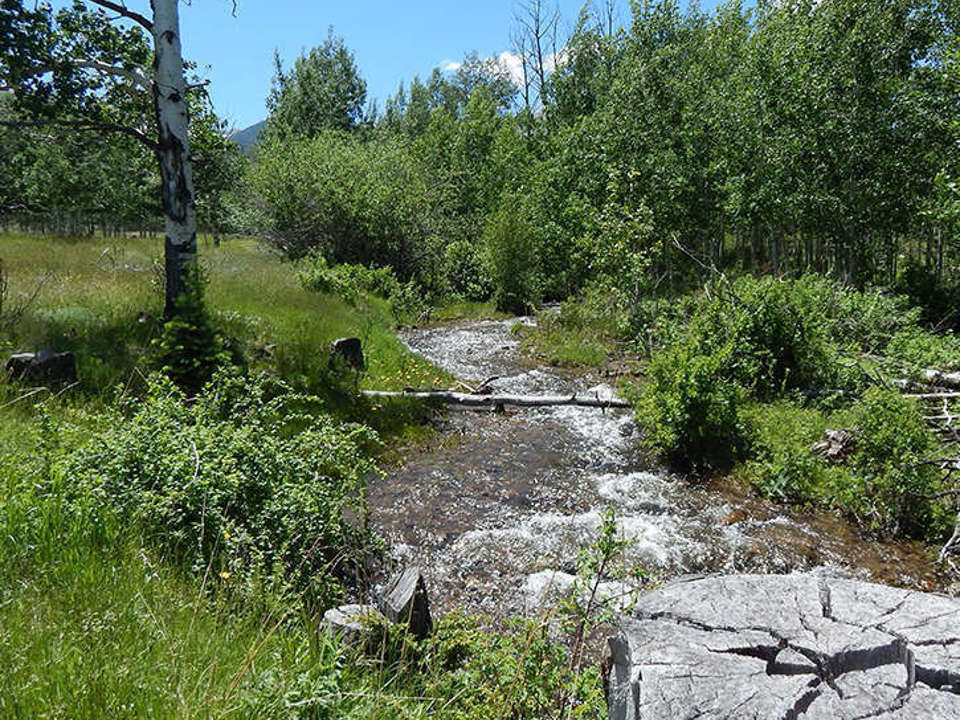 picture of a creek in a remote wooded area on a sunny day