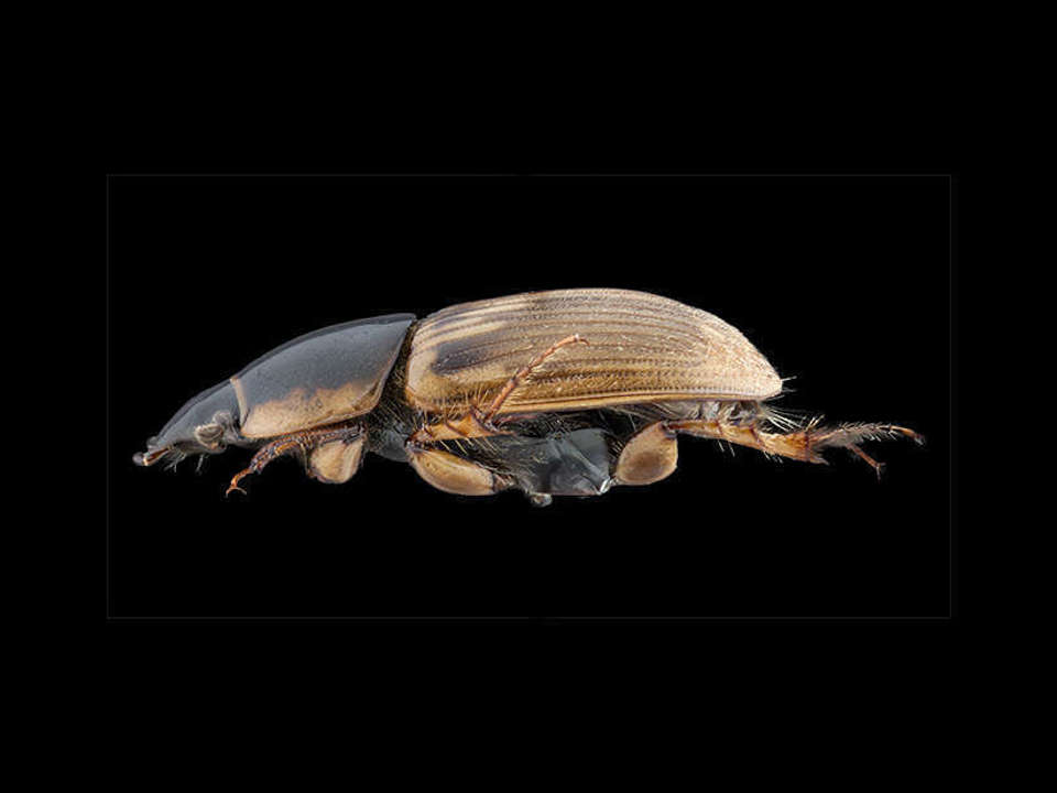 lateral view of a black and gold beetle Aphodius Prodormus on a black background