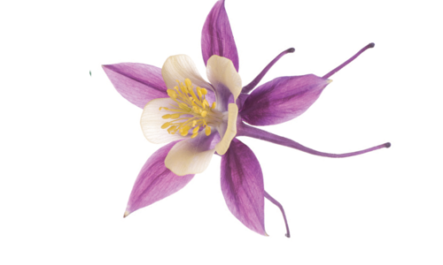 Purple columbine bloom against white background