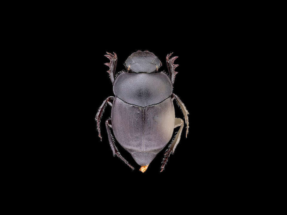 dorsal view of a black beetle Canthon Simplex on a black background