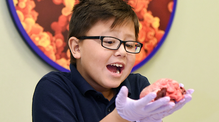 A childholding a sheep heart while smiling