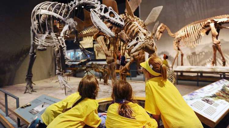 Three children observe dinosaur skeletons displayed in a museum, showcasing their fascination with prehistoric creatures.