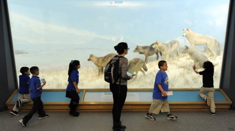 Five children and one adult pass in front of the arctic wolves diorama