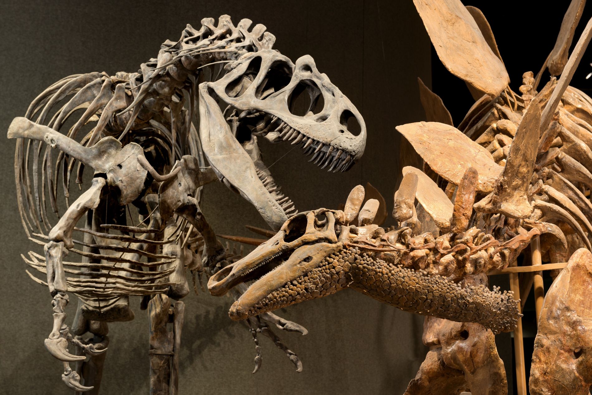 Allosaurus and Stegosaurus articulated skeletons for the Prehistoric Journey exhibition. (Photo/ Rick Wicker) 