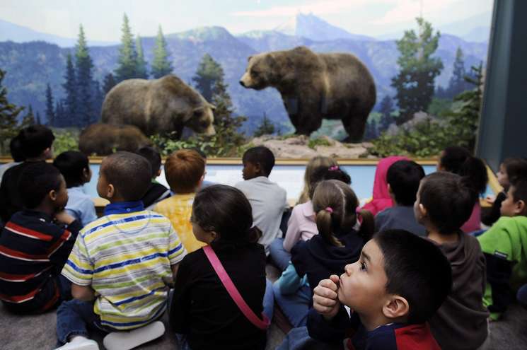A class of children explore a diorama depicting bears and their habitat