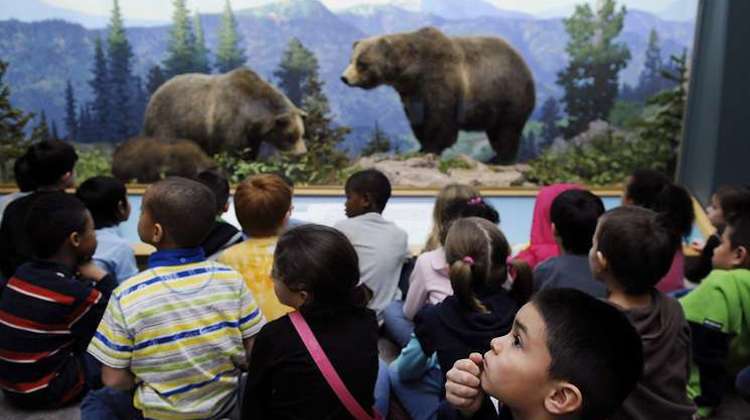 A class of children explore a diorama depicting bears and their habitat