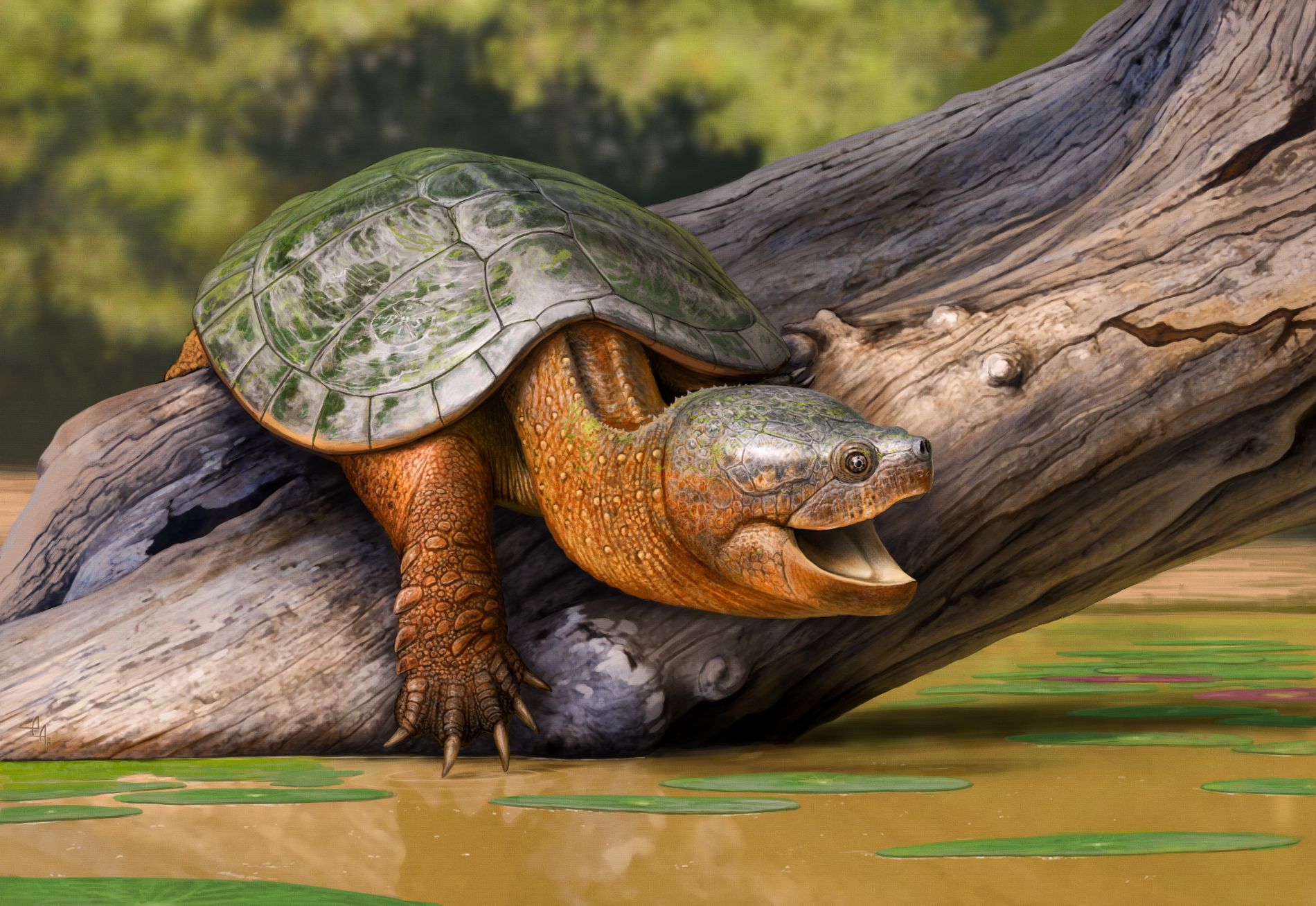 Reconstruction of Tavachelydra stevensoni, the oldest snapping turtle, basking on a log in a pond roughly 65.5 million years ago.  (Illustration/ Andrey Atuchin)