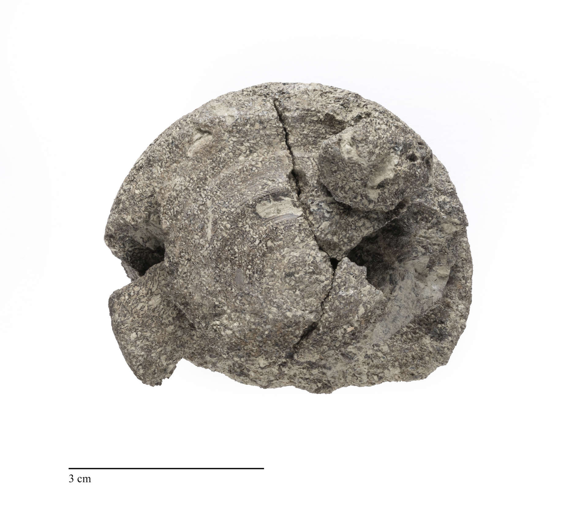 A partial fossilized dinosaur vertebra