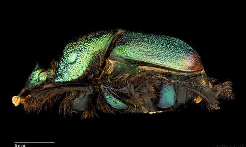 Extreme closeup of a flourescent green scarab beetle, shown from the side