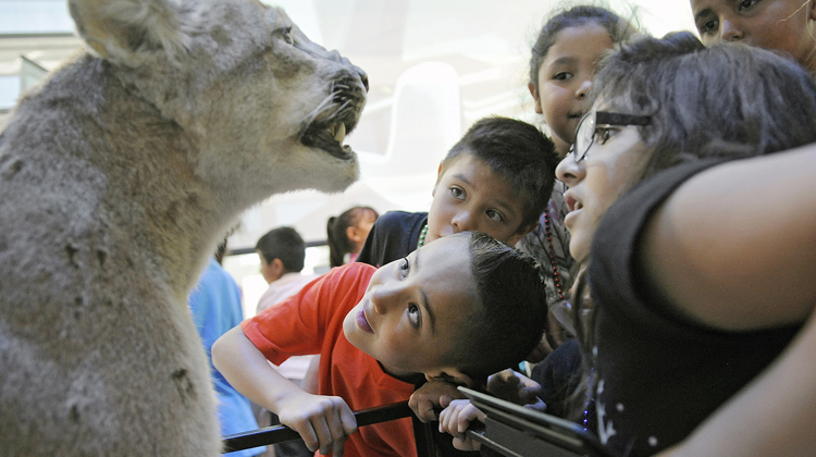 Five children and one adult pass in front of the arctic wolves diorama