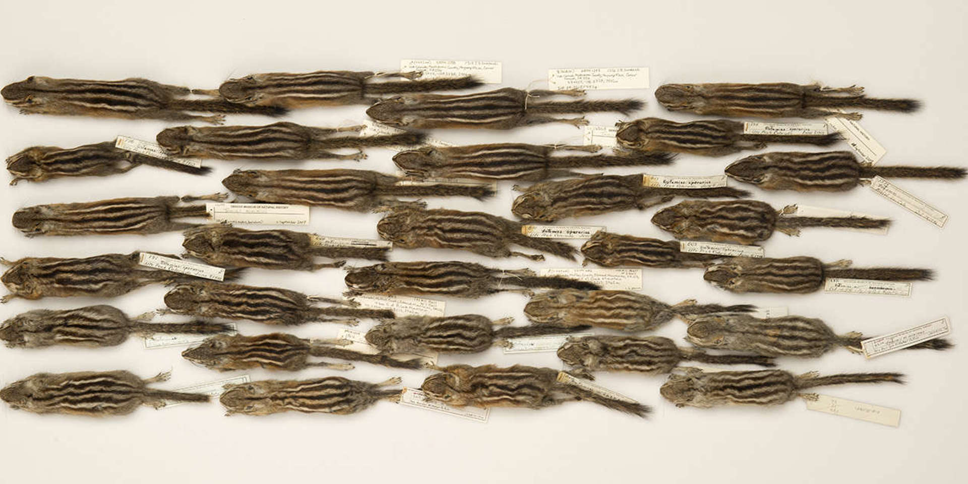 An overhead picture of about 30 chipmunk study skins laid out all facing to the left