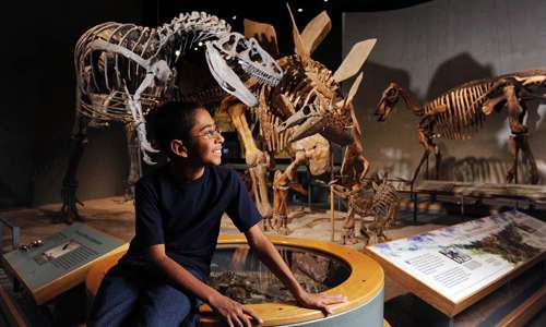 Guest sitting in front of dinosaur skeletons