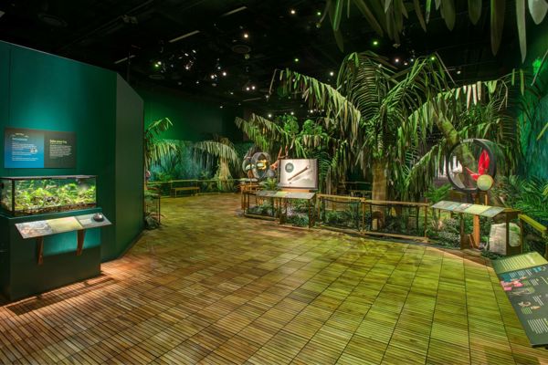 A museum interior showcasing a variety of tropical plants and botanical displays, highlighting nature's beauty and diversity.