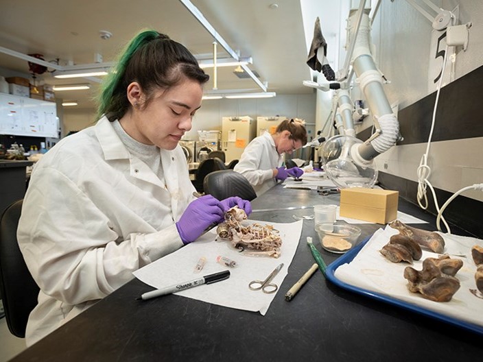 A preparator studies a bat in zoology collections.
