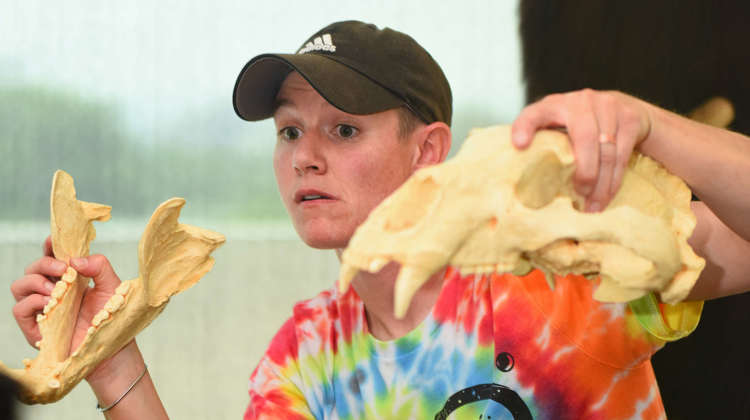 A Museum educator presents two parts of a skull