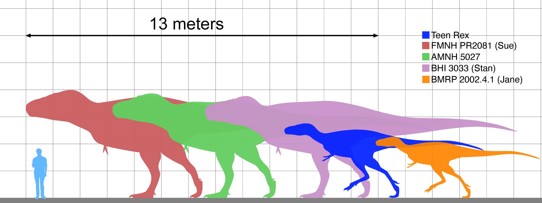 Trex 02