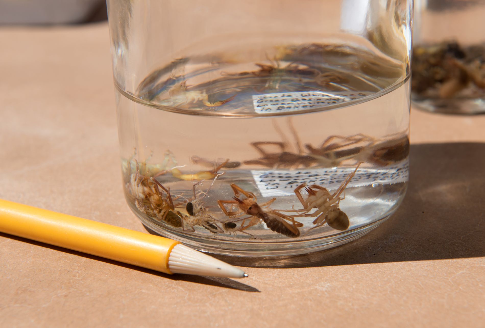 Collecting camel spiders  in preservative in Great Basin National Park, Nev. (Photo/ Rick Wicker)
