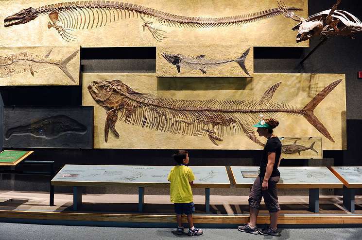 Two people examine a fossil exhibit, their expressions reflecting curiosity and wonder at the ancient remains.