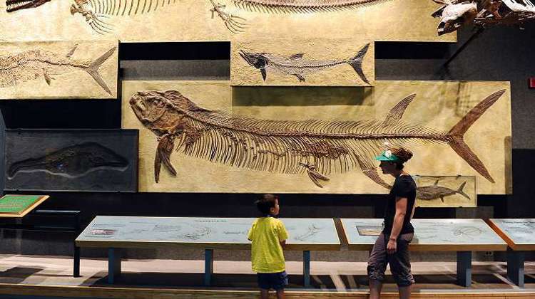 Two people examine a fossil exhibit, their expressions reflecting curiosity and wonder at the ancient remains.