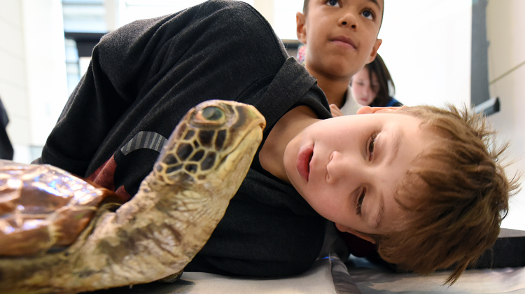 Image of student and sea turtle collection