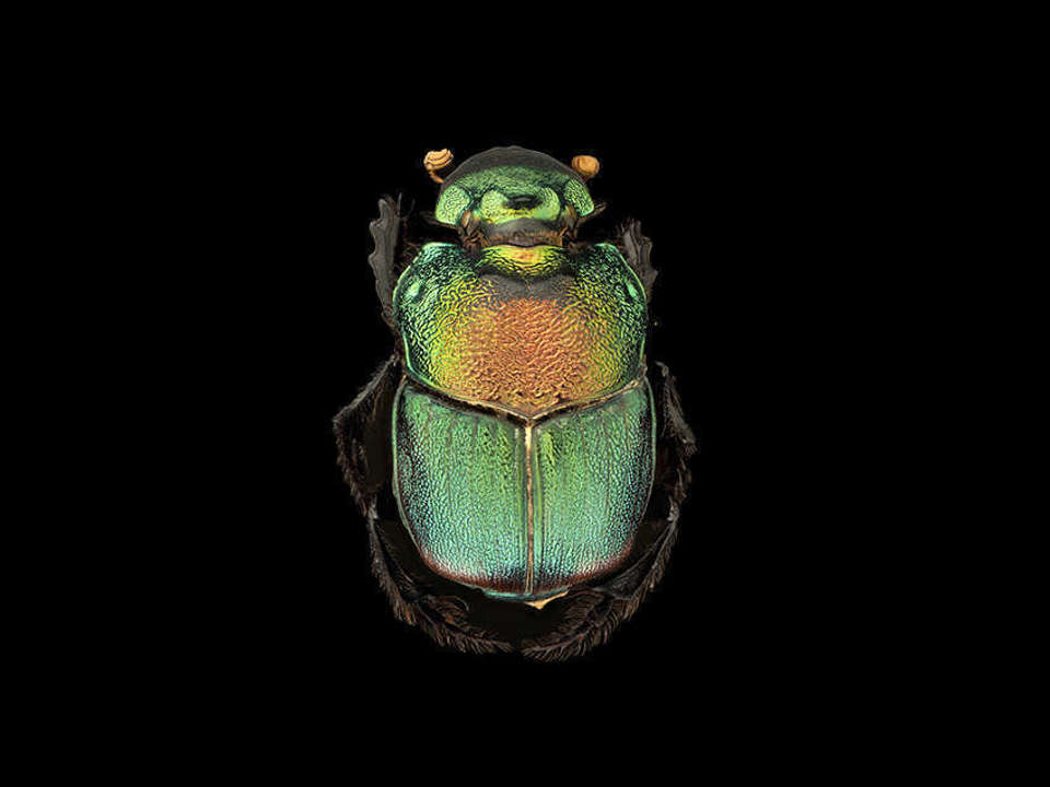 dorsal view of a flourescent green beetle Phanaeus Difformis on a black background