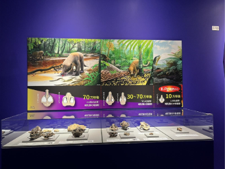 Painted fossil replicas on display in Japan. (Photo/Salvador Bastien)